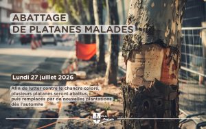 Un platane atteint par le chancre coloré prochainement abattu.